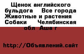 Щенок английского бульдога  - Все города Животные и растения » Собаки   . Челябинская обл.,Аша г.